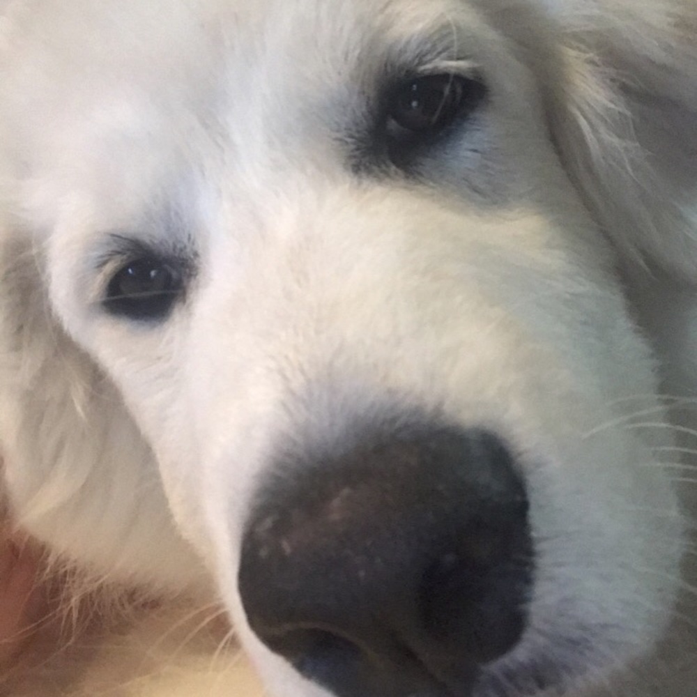 Meet your Posher, Arish